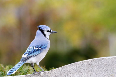 Bluejay on headstone