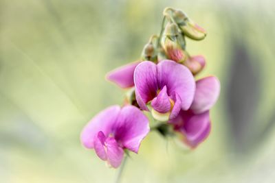 Close-up of pink flowering plant