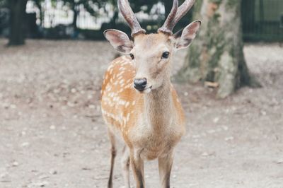 Portrait of deer