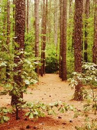 Footpath passing through forest