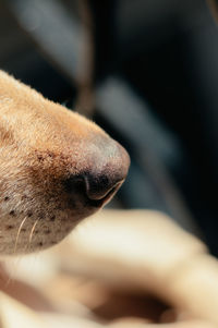 Close-up of a dog nose