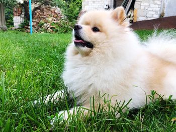 Dog in a field