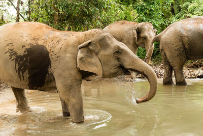 Portrait of two-month-old baby elephant. chiang mai province, thailand.