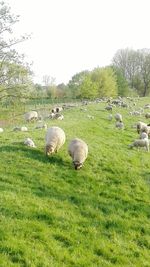 Sheep grazing in a field