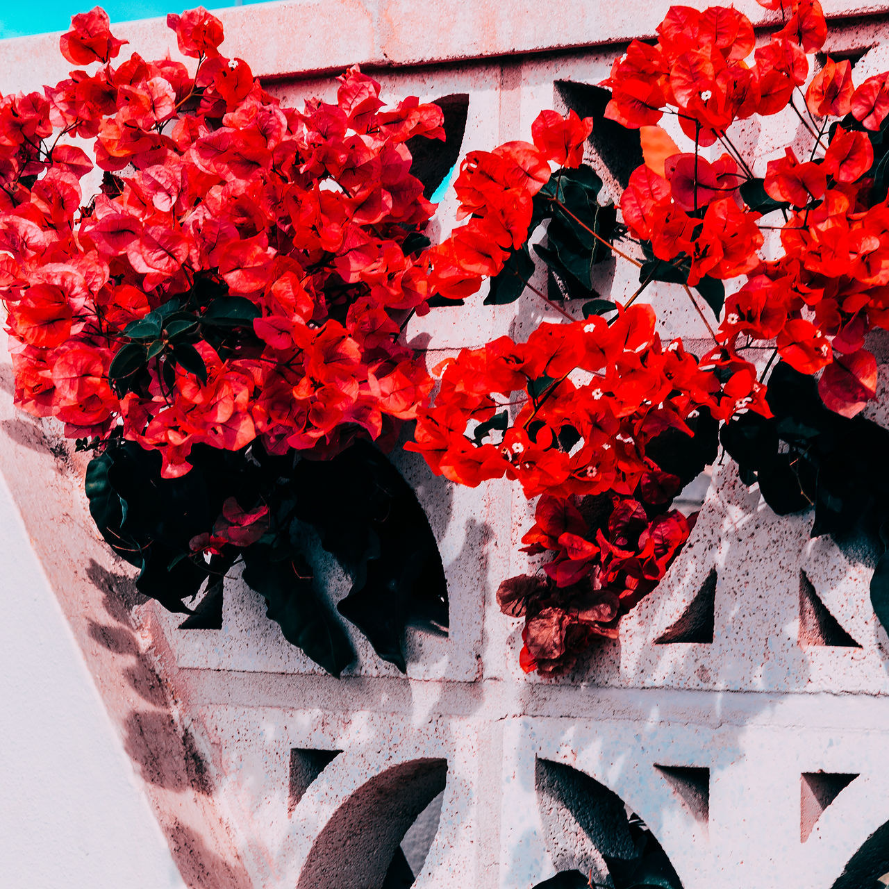 CLOSE-UP OF RED FLOWERING PLANTS AGAINST WHITE WALL