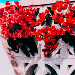 Close-up of red flowering plant