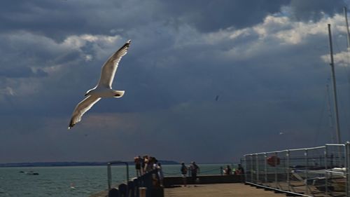 Seagull flying over sea against sky