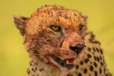 Close-up of bloodied cheetah covered in flies