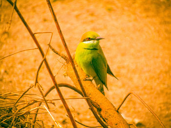 Bird perching on a plant