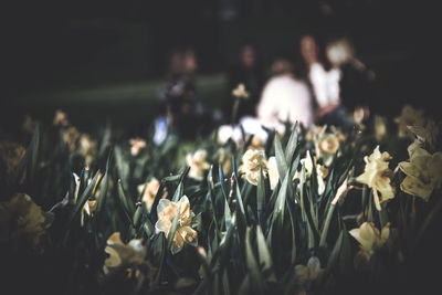 Close-up of flowering plants on field