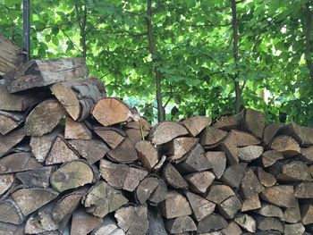 Stack of firewood