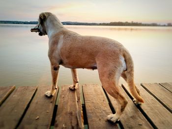 Side view of dog with stick standing on pier by lake during sunset
