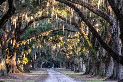 Road passing through forest