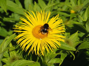 Bee pollinating on yellow flower