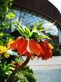 Close-up of orange flowering plant