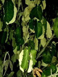 Full frame shot of fresh green leaves