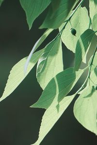 Close-up of leaves on tree