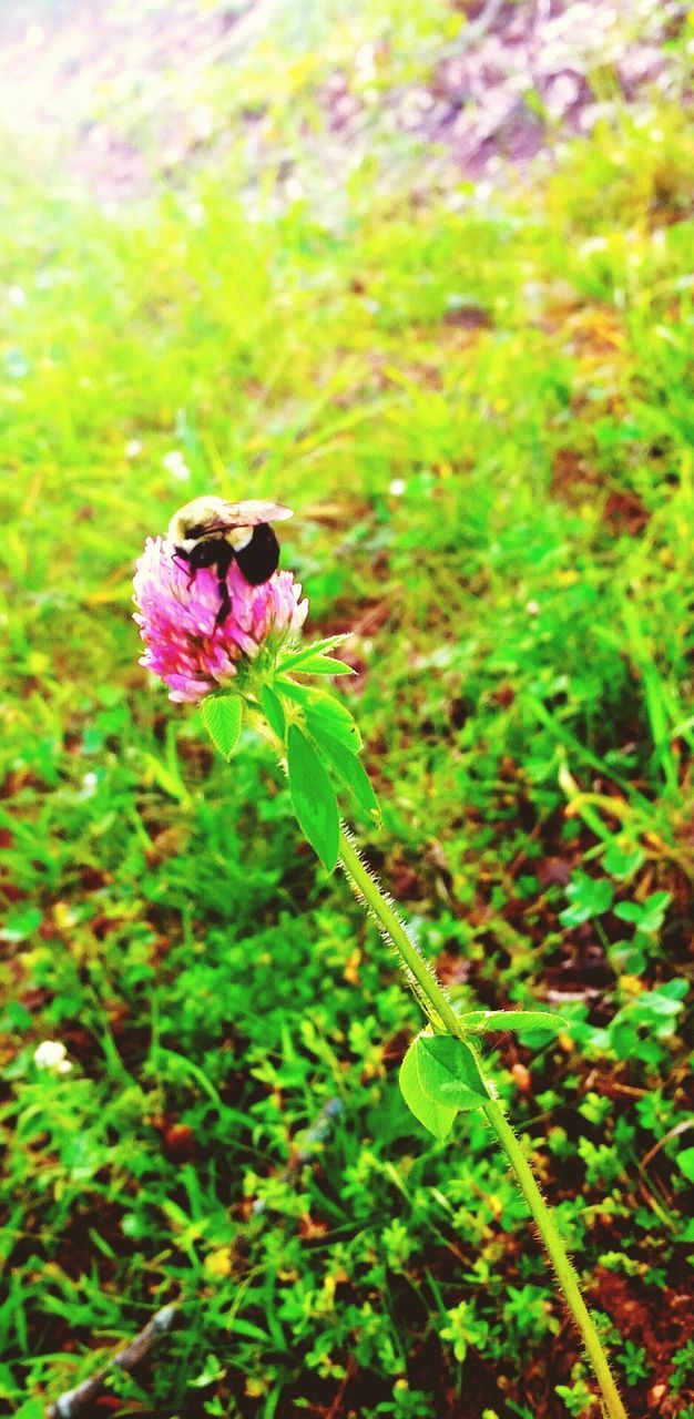 one animal, animal themes, focus on foreground, growth, animals in the wild, plant, green color, flower, close-up, nature, insect, wildlife, beauty in nature, grass, field, selective focus, leaf, outdoors, day, freshness