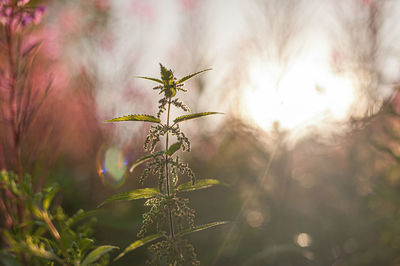 Close-up of flowering plant against sky