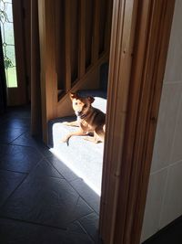 Portrait of dog relaxing at home