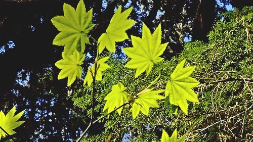 Close-up of fresh green plants in water