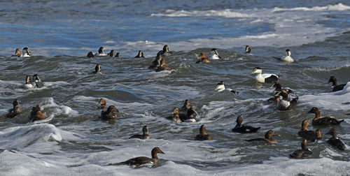 Flock of sea ducks in ocean