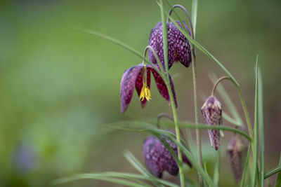 Close-up of purple flowering plant