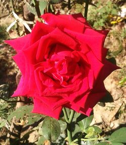 Close-up of red roses