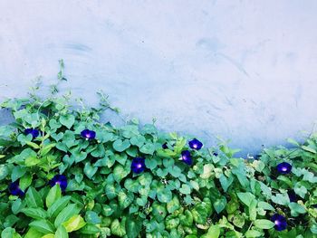 Close-up of plants against sky