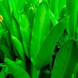 Close-up of green leaves,green banana leaves