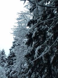 Low angle view of snow covered trees against clear sky