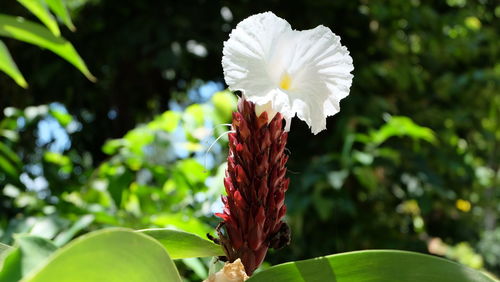 Close-up of red flower growing on plant