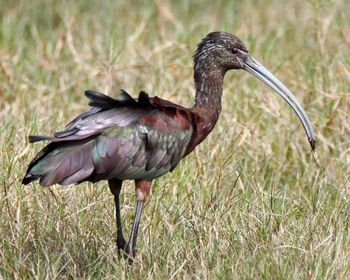 Close-up of bird on grass