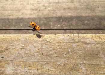 High angle view of ladybug flying over wood
