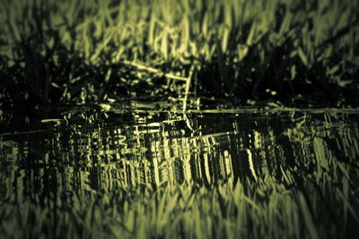 Full frame shot of plants in lake