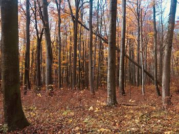 Trees in forest during autumn