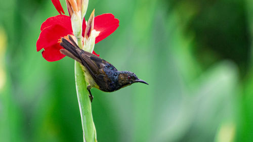 Close-up of fly on red flower