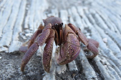 Close-up of crab on beach