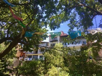 Low angle view of trees and house