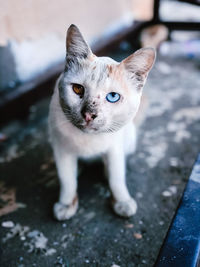 High angle portrait of cat against blurred background