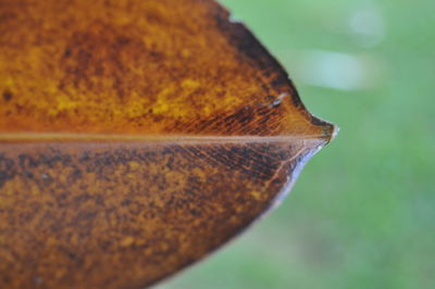 Close-up of plant against blurred background