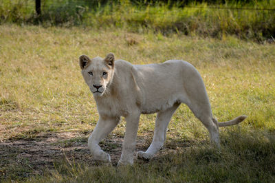 Portrait of lioness on field