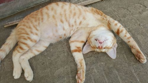 High angle view of cat