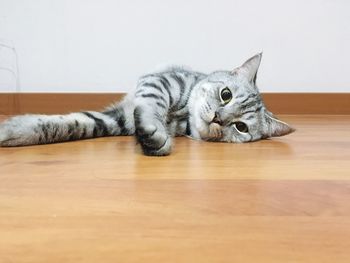 Surface level of cat relaxing on hardwood floor