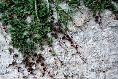 Close-up of ivy growing on tree trunk