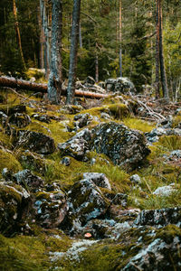 Stream flowing through forest