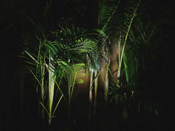 Close-up of fern at night