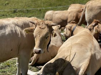 Cows on field