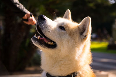 Close-up of dog