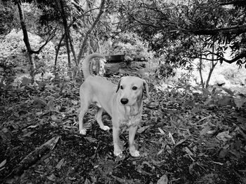 Portrait of dog standing on field